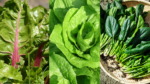 Amazing benefits of Green Leafy Vegetables