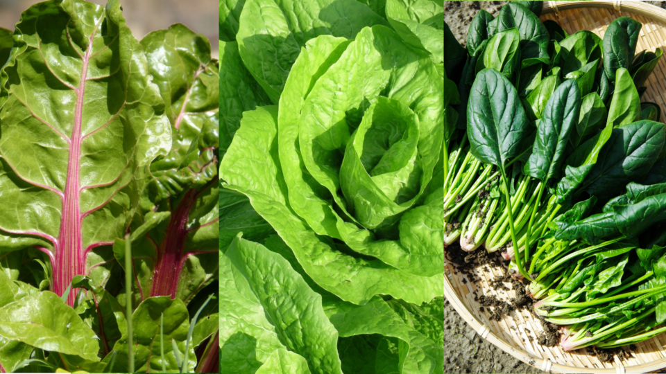 Amazing benefits of Green Leafy Vegetables – EmBee Lifestyle Docs